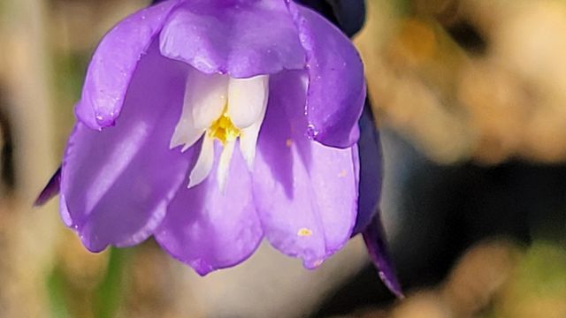 Lot 41 Quail Ridge Road, Cottonwood, CA 96022