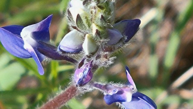 Lot 41 Quail Ridge Road, Cottonwood, CA 96022