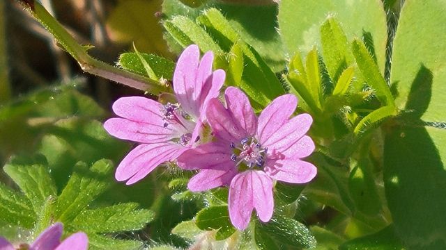 Lot 41 Quail Ridge Road, Cottonwood, CA 96022