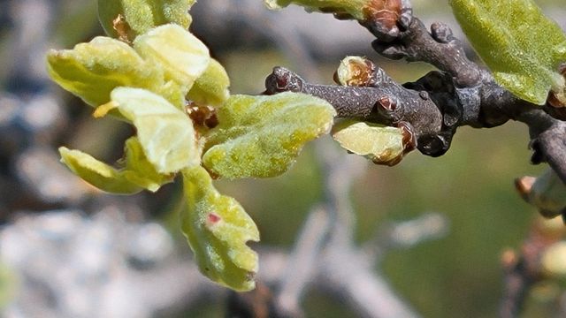 Lot 41 Quail Ridge Road, Cottonwood, CA 96022