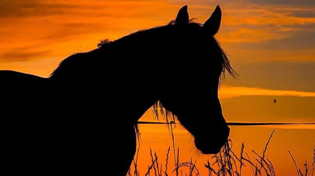 6949 Eric Ln, Wheatland, CA 95692