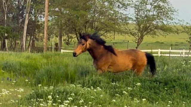 6949 Eric Ln, Wheatland, CA 95692