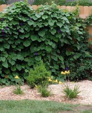 2325 W Camino Alto Street, Springfield, MO 65810