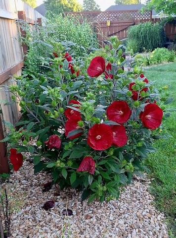 2325 W Camino Alto Street, Springfield, MO 65810