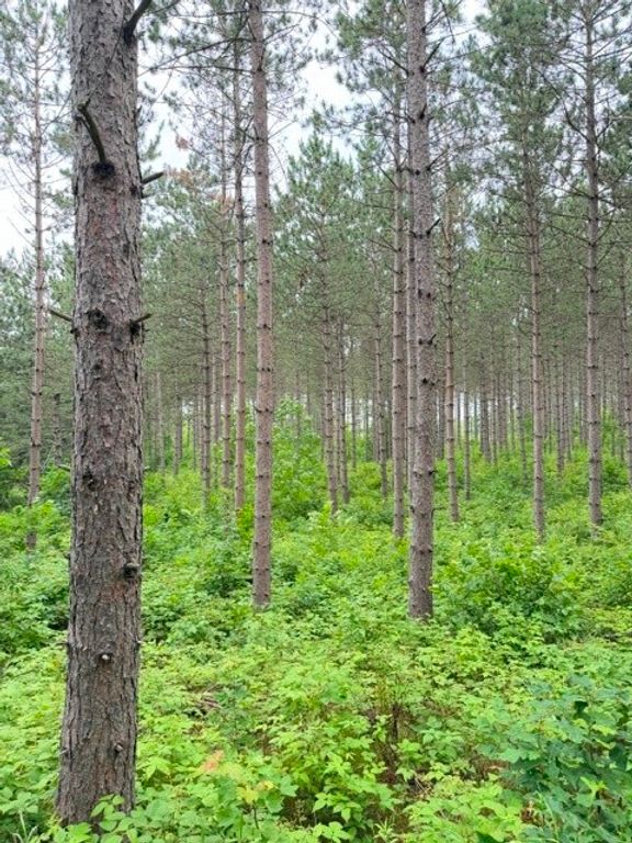 Image 10 of property listing at S 20 Acres 5th Ave, Trego, WI 54888