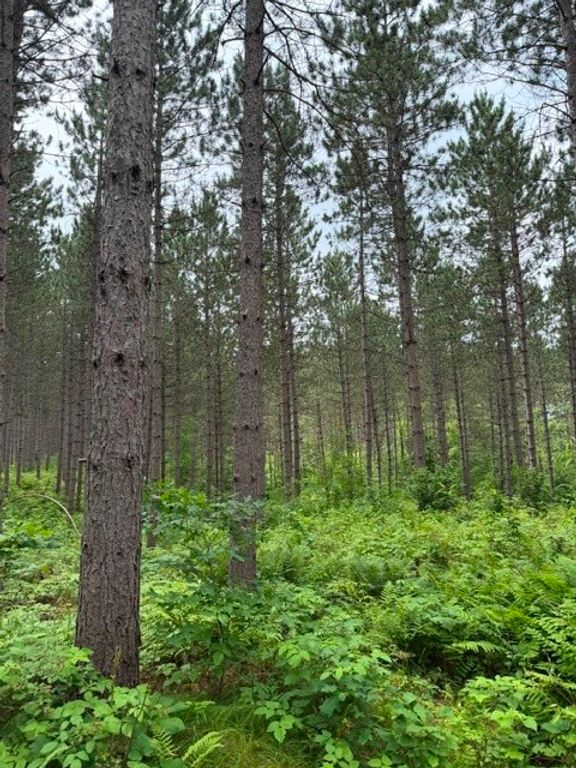 Image 3 of property listing at S 20 Acres 5th Ave, Trego, WI 54888