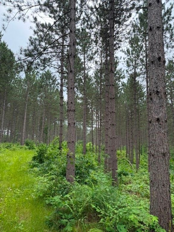 Image 4 of property listing at S 20 Acres 5th Ave, Trego, WI 54888