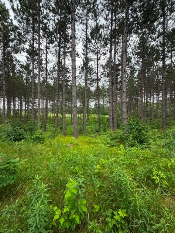 Image 7 of property listing at S 20 Acres 5th Ave, Trego, WI 54888