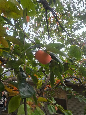 2921 Henson Place, Bryant, AR 72022