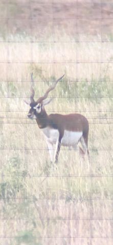 1219 S Moss Lake Rd, Big Spring, TX 79720