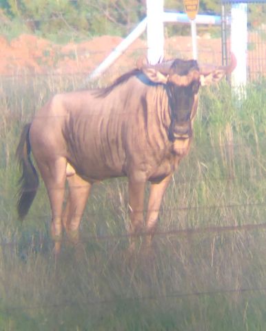 1219 S Moss Lake Rd, Big Spring, TX 79720