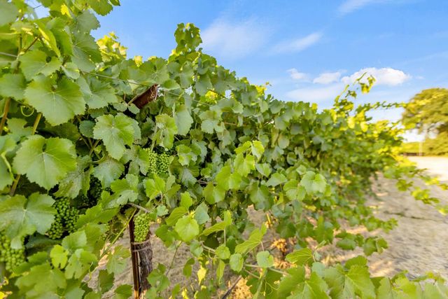 53200 S River Rd, Clarksburg, CA 95612