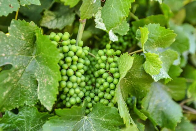 53200 S River Rd, Clarksburg, CA 95612