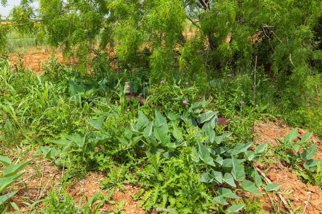 TBD CR 417, Merkel, TX 79536
