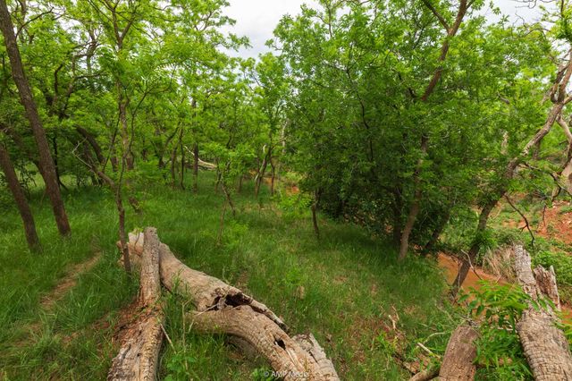 TBD CR 417, Merkel, TX 79536