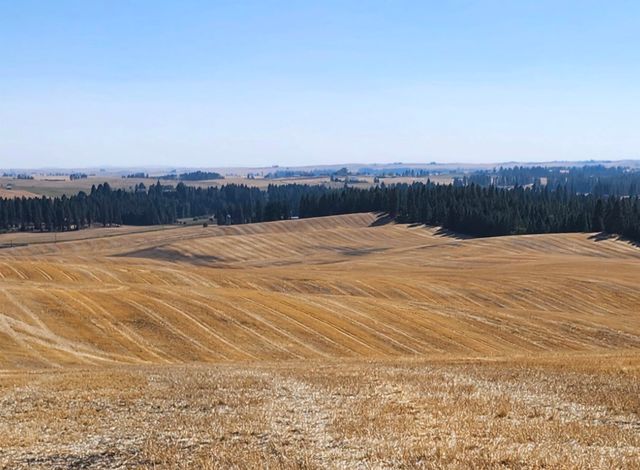 S 8004 Jackson Rd, Mica, WA 99023