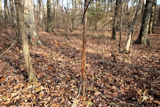 4623 Cash Mountain Road, Malvern, AR 72104