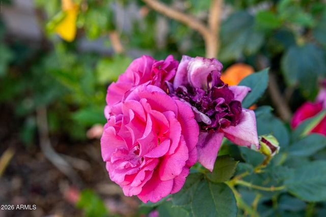 23307 N 97TH Drive, Peoria, AZ 85383