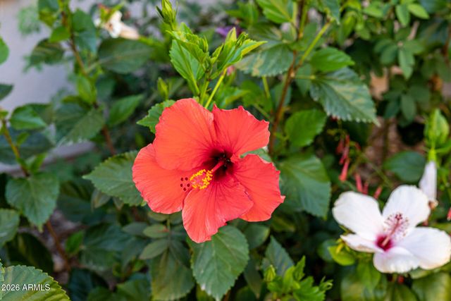 23307 N 97TH Drive, Peoria, AZ 85383