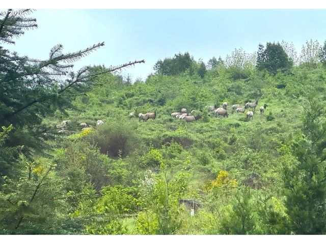 48232 WESTOAK Rd, Westfir, OR 97492