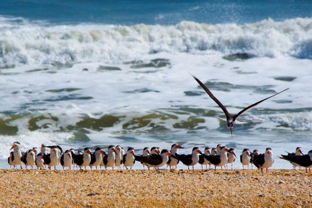 125 ISLAND HAMMOCK WAY, St Augustine, FL 32080