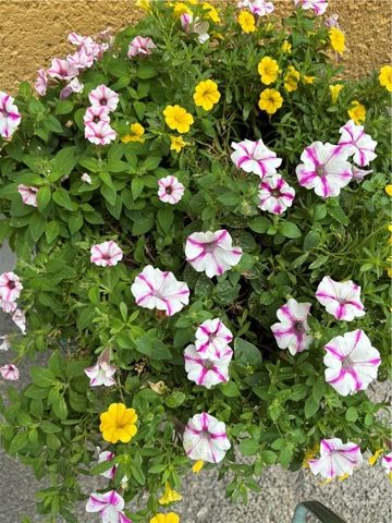 1609 Strand Avenue 306, Tybee Island, GA 31328