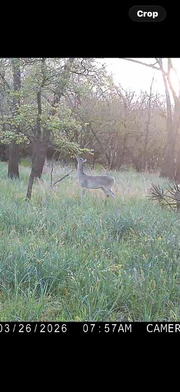 none c.r. 386, Marquez, TX 77865