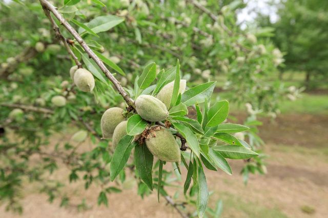 1342 Hickman Rd, Hickman, CA 95323