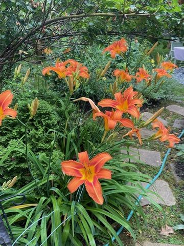 26 Nickerson Road, Bedford, MA 01730