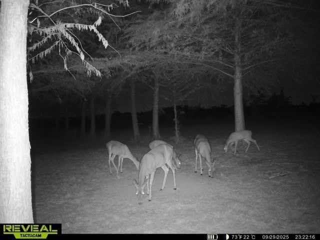 801 Westshore Drive, St Paul, TX 75098