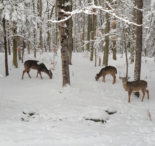 12 Laurel Circle, Wolfeboro, NH 03894