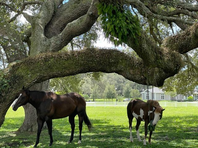 209 KENTUCKY BLUE CIRCLE, Apopka, FL 32712