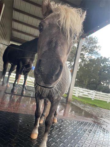 209 KENTUCKY BLUE CIRCLE, Apopka, FL 32712