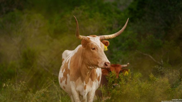 TBD RM 2523, Del Rio, TX 78880