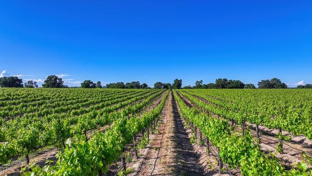 1850 W Twisted Vine Way, Acampo, CA 95220