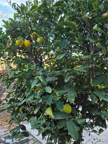 537 Peregrine Lane, San Jacinto, CA 92582