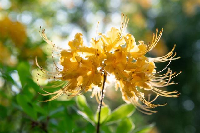 1856 Kristen Mill Way, Marietta, GA 30062