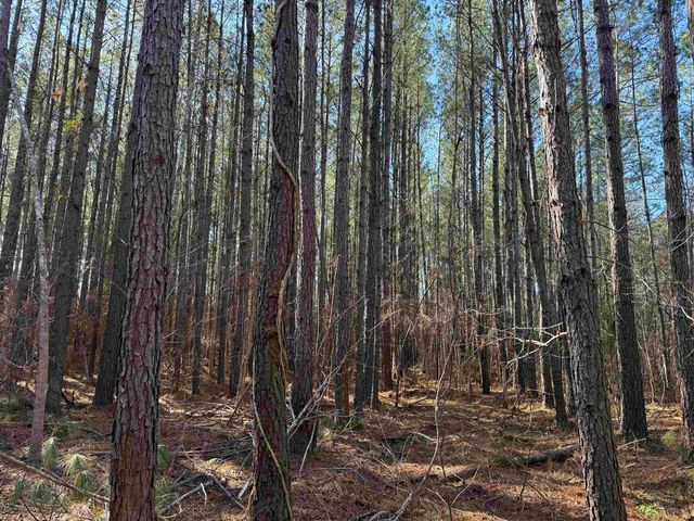 31.40 Acres-TBD Pennyroyal Rd., Georgetown, SC 29440