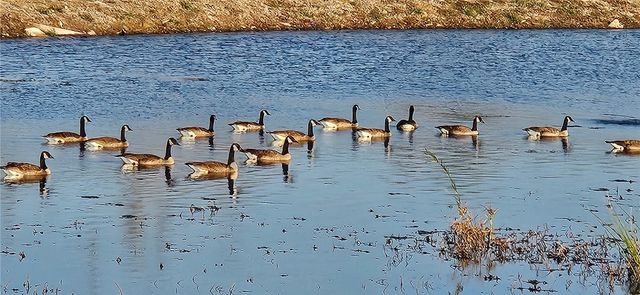 4664 W Oldham Drive, Fayetteville, AR 72704