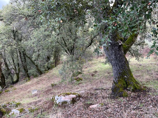 28 Jean Road E, Oakhurst, CA 93644