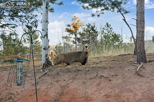 1157 Ptarmigan Drive, Woodland Park, CO 80863