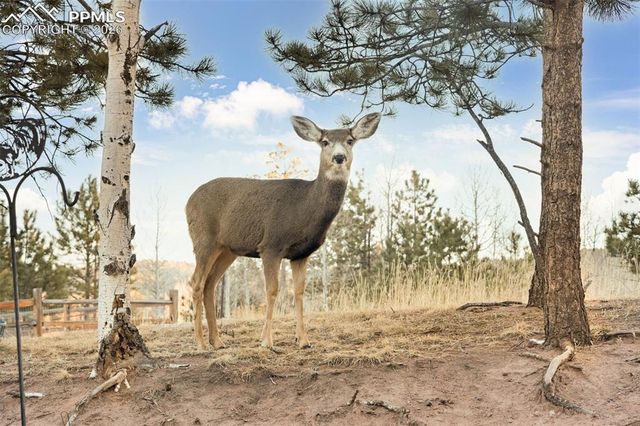 1157 Ptarmigan Drive, Woodland Park, CO 80863