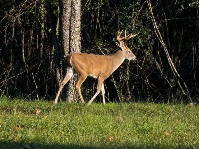 1400 Poplar Springs Road, Ringgold, GA 30736