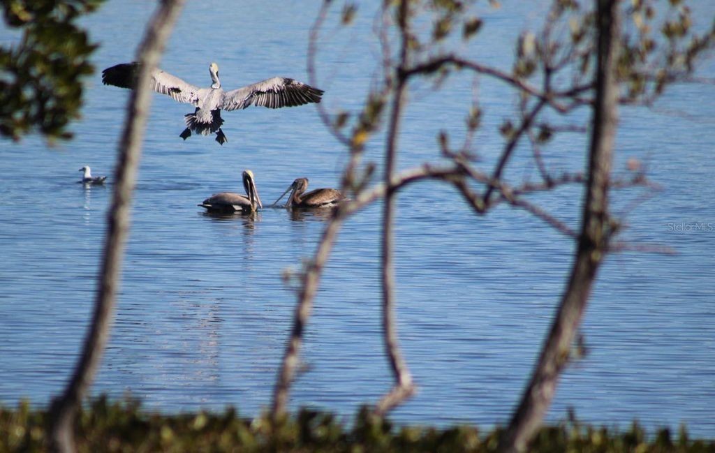 Image 80 of property listing at 6499 99TH WAY N 18B, St Petersburg, FL 33708