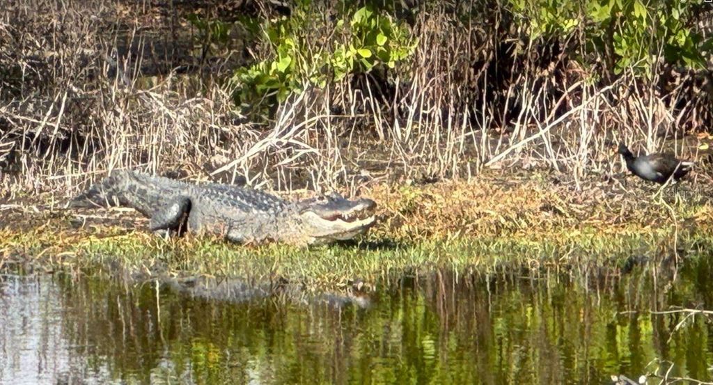 Image 81 of property listing at 6499 99TH WAY N 18B, St Petersburg, FL 33708