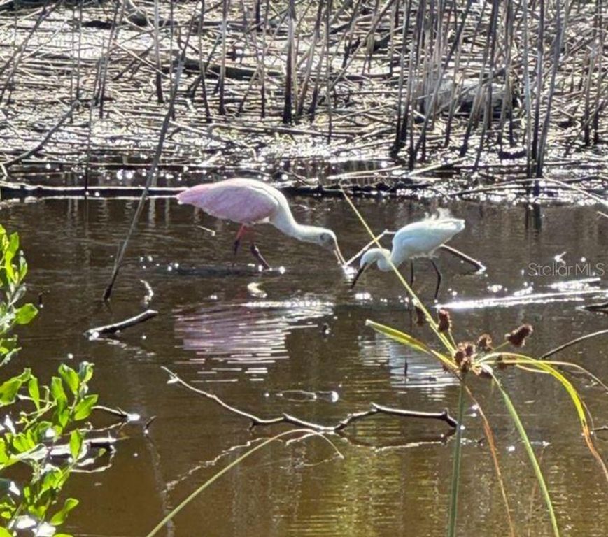 Image 82 of property listing at 6499 99TH WAY N 18B, St Petersburg, FL 33708