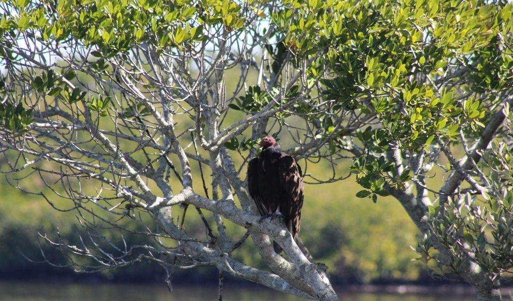 Image 88 of property listing at 6499 99TH WAY N 18B, St Petersburg, FL 33708
