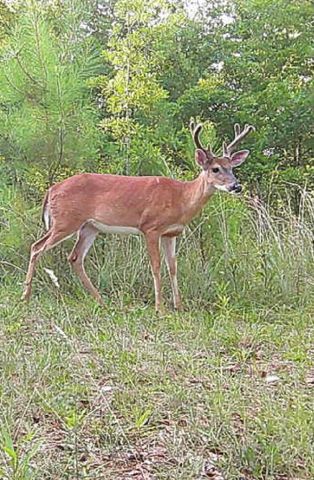 737 Lowrys Road, Gaffney, SC 29340