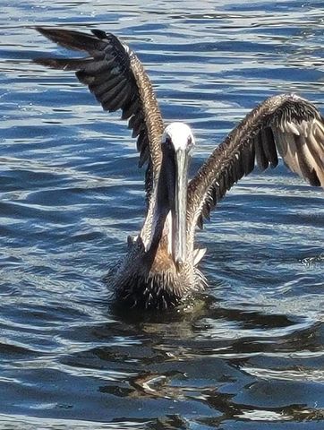 17114 BARCREST LANE, Punta Gorda, FL 33955