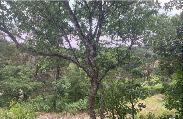 2644 Crazyhorse PASS, Austin, TX 78734